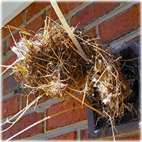 Birds Nest Removal
